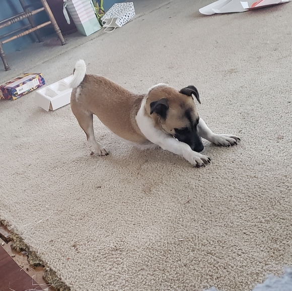 Meet your Posher, Elsie - Picture 1 of 1